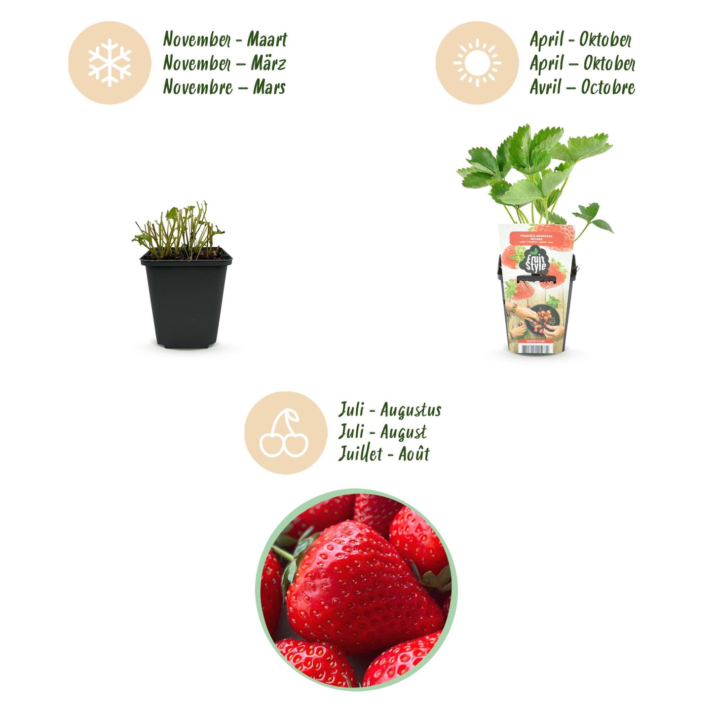 GreenboutiQ - Obstpflanzen - Erdbeere - Fragaria Elsanta - Winterhart - 3 Pflanzen - Topf 9 cm - Rote Erdbeere