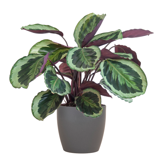 Calathea Medaillon mit Viber Grau- 65cm - Ø21