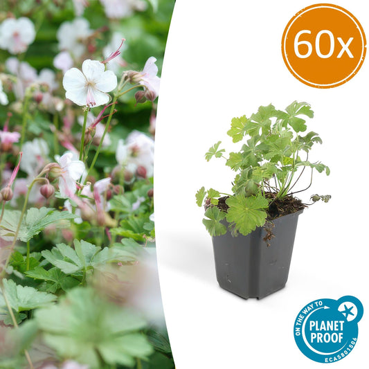 60x Geranium cant. 'Biokovo' - ↕10-25cm - Ø9cm