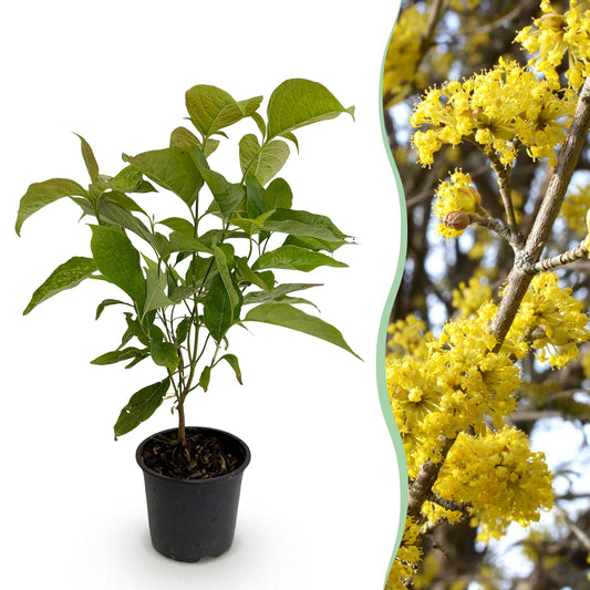 GreenboutiQ - Gartenpflanze - Cornus mas - Blüte Gelb - 1 Pflanze - Laubabwerfend - Pflegeleicht - Topf 12cm Höhe 35cm