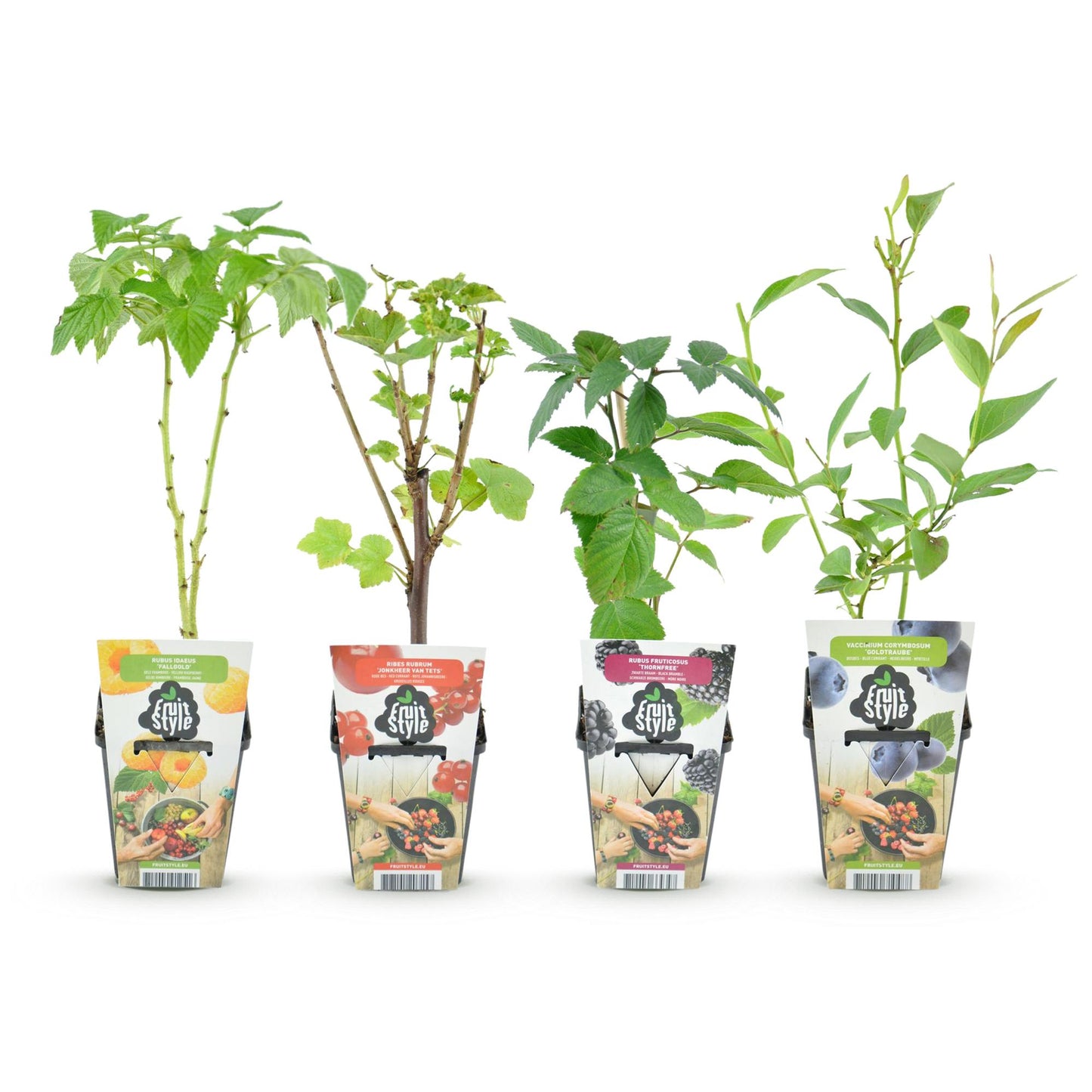 GreenboutiQ - Obstpflanzen - Regenbogen - Rote Johannisbeere - Gelbe Himbeere - Schwarze Brombeere - Blaubeere - Winterhart - 4 Pflanzen - Topf 9cm