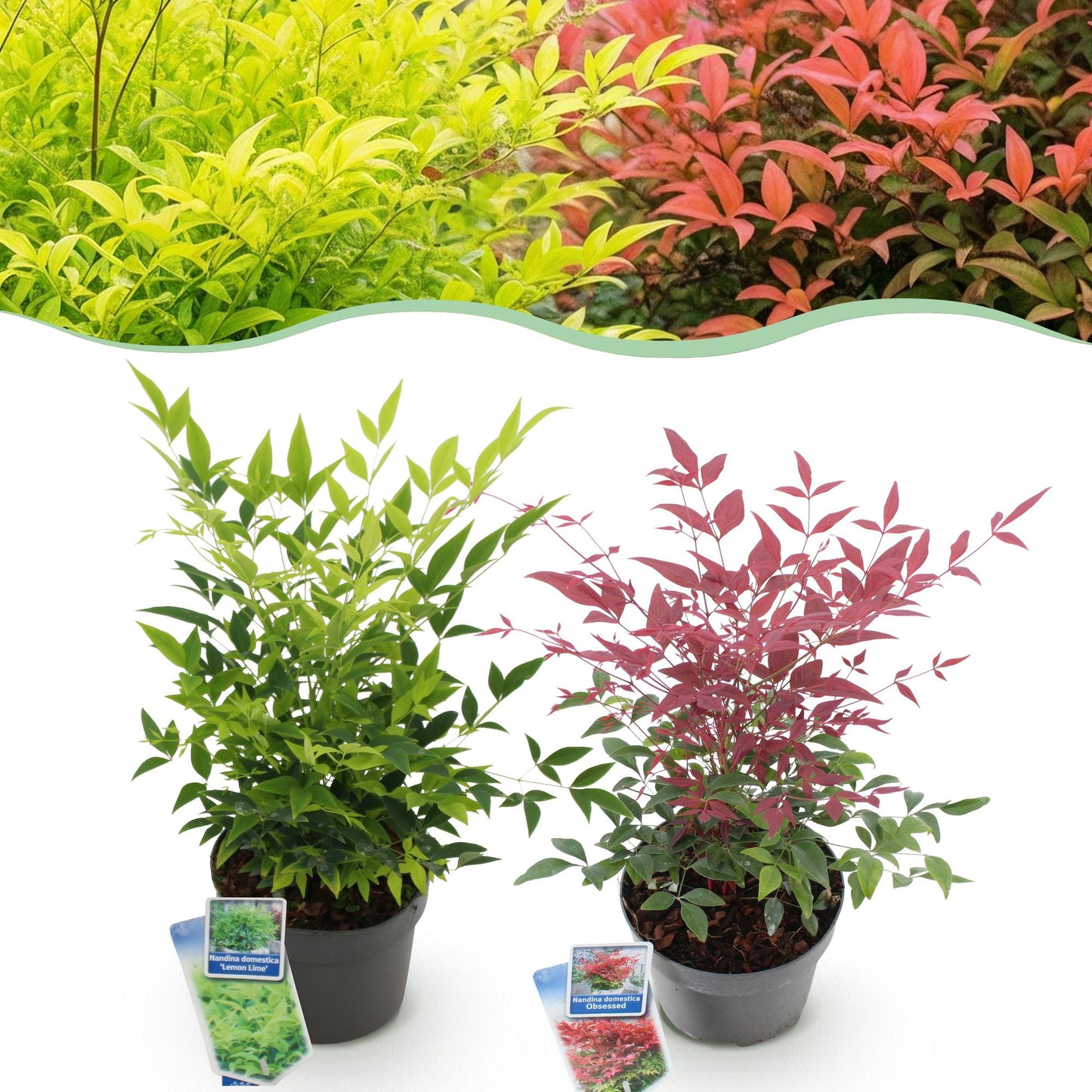 GreenboutiQ - Gartenpflanze - Nandina Duo - Gelb & Rot - 2 Pflanzen - Immergrün - Pflegeleicht - Topf 17cm Höhe 45cm