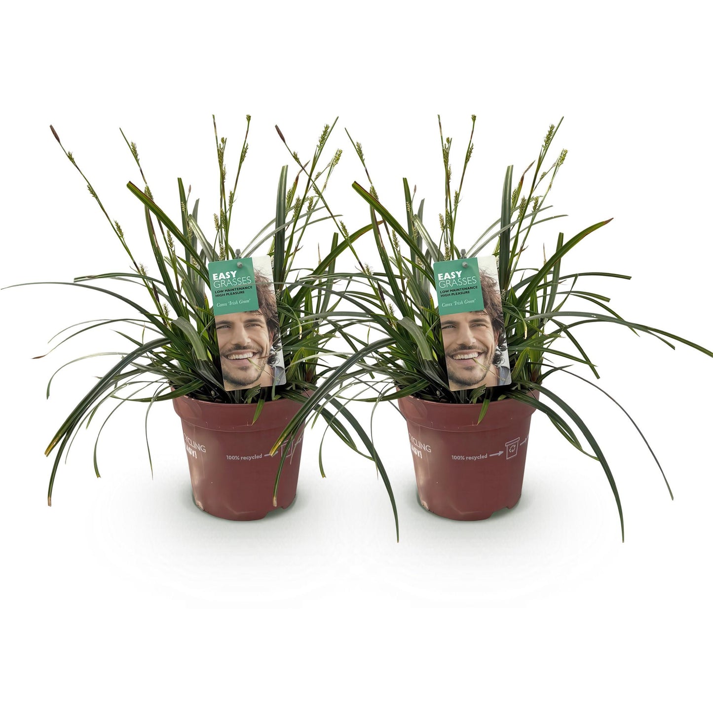 GreenboutiQ - Ziergräser - Carex oshimensis Intense Green - Grün - 2 Pflanzen - Immergrün - Wenig Pflege - Topf 17cm Höhe 50cm