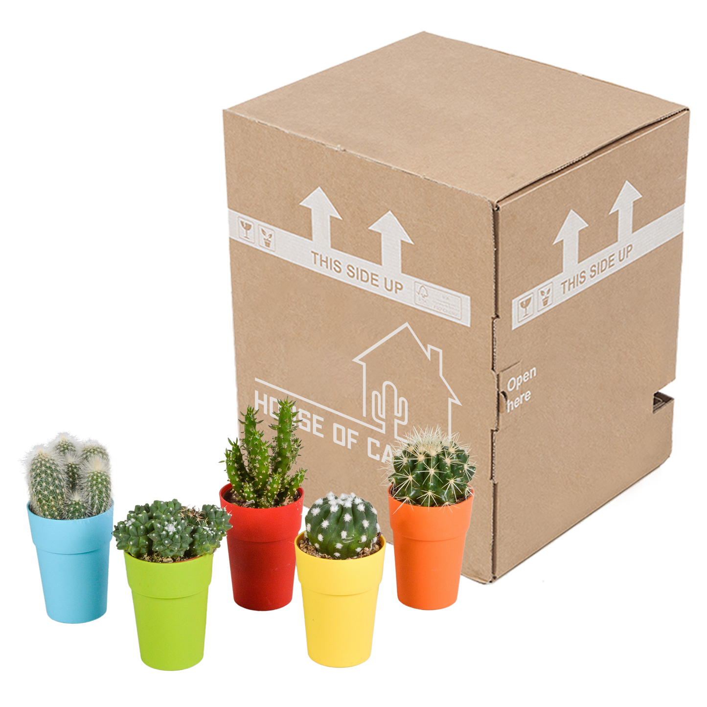 Kakteenmischung 5,5 cm - 5x - in gekleurde plasticpot