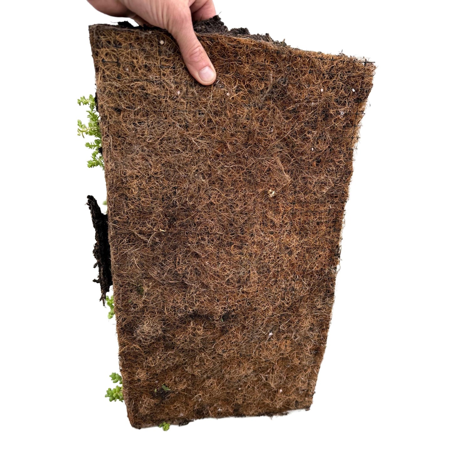 GreenboutiQ - Bodendecker - Winterhart - Sedum Matte - Besteht aus 10 Sorten - X12 - Pflegeleicht - Länge 50cm Breite 30cm
