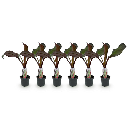 GreenboutiQ - Obstpflanze - Bananenpflanze - Ensete ventricosum Maurelli - Winterhart - 6 Pflanzen - Topf 12cm Höhe 30cm