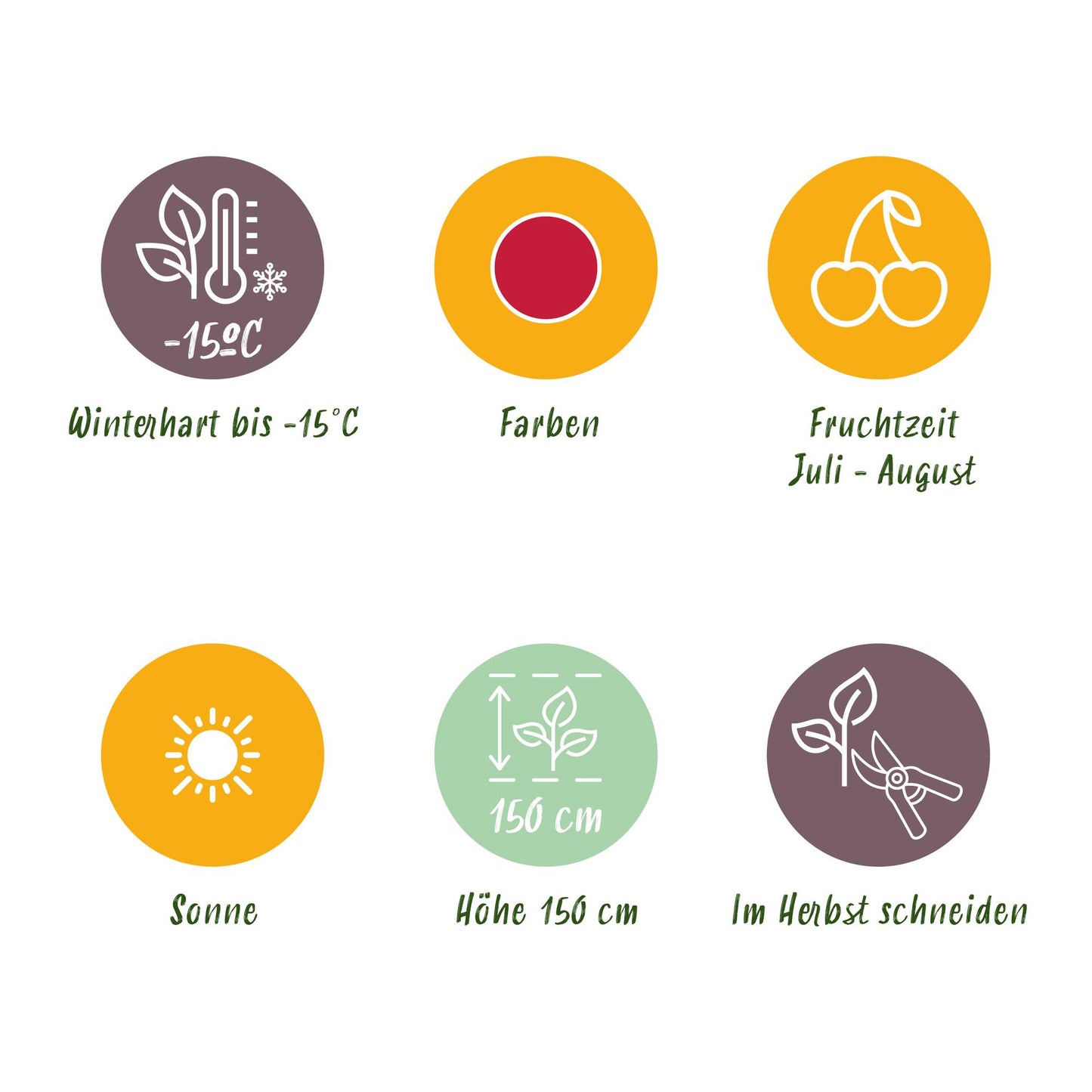 GreenboutiQ - Obstpflanzen - Himbeere - Rubus idaeus Heritage - Winterhart - 3 Pflanzen - Topf 9 cm - Rote Himbeere