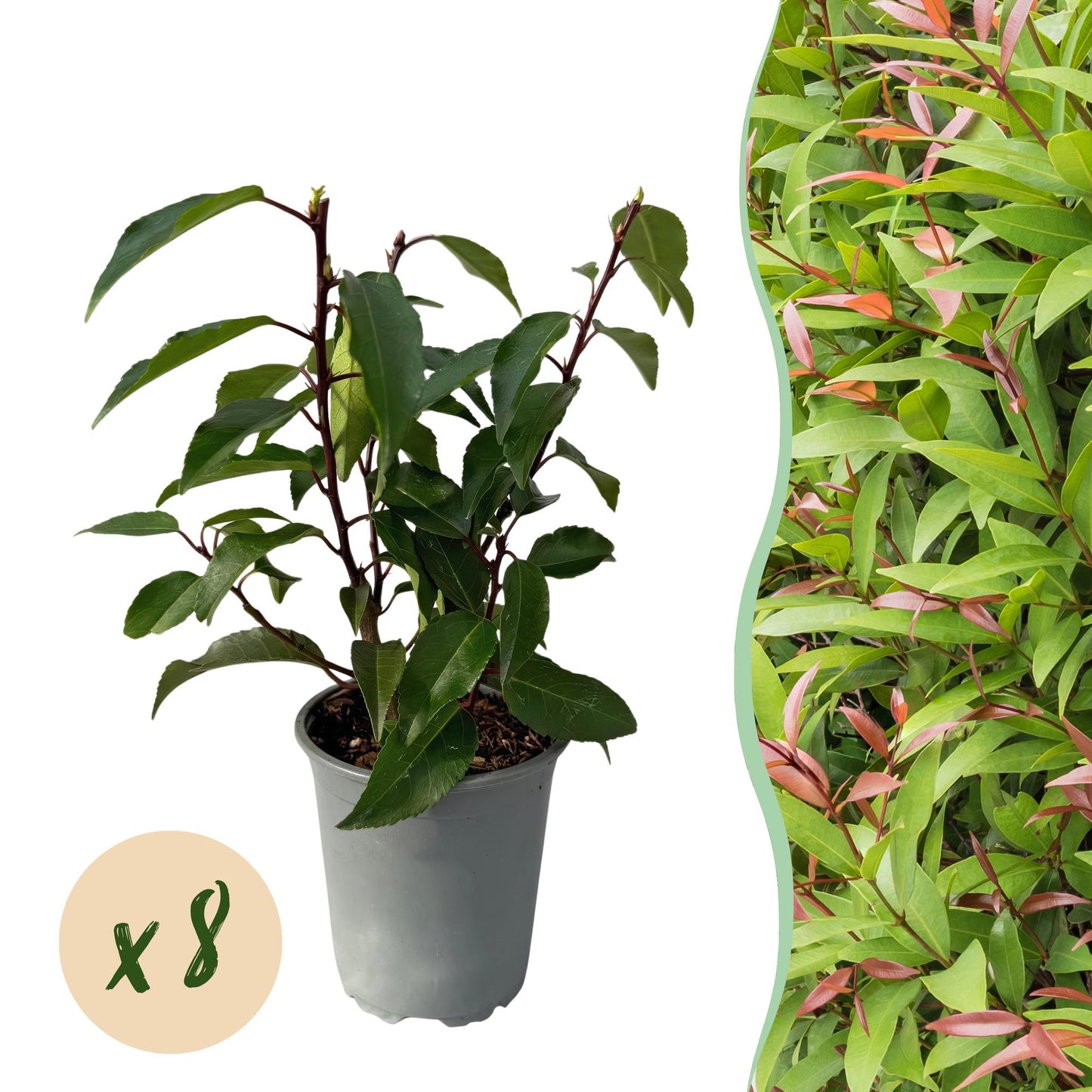 GreenboutiQ - Heckenpflanzen - Prunus lusitanica Angustifolia - Blatt grün - 8 Pflanzen - 1 laufender Meter - immergrün - Topf 9cm Höhe 30-35cm