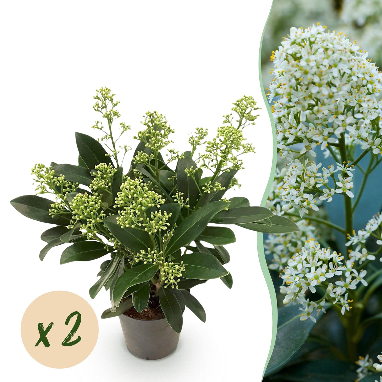 GreenboutiQ - Terrassenpflanze - Skimmia japonica Finchy - Blüte Weiß - 10+ Blüten - 2 Pflanzen - Winterhart - Topf 10,5cm Höhe 25cm