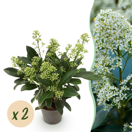 GreenboutiQ - Terrassenpflanze - Skimmia japonica Finchy - Blüte Weiß - 10+ Blüten - 2 Pflanzen - Winterhart - Topf 10,5cm Höhe 25cm