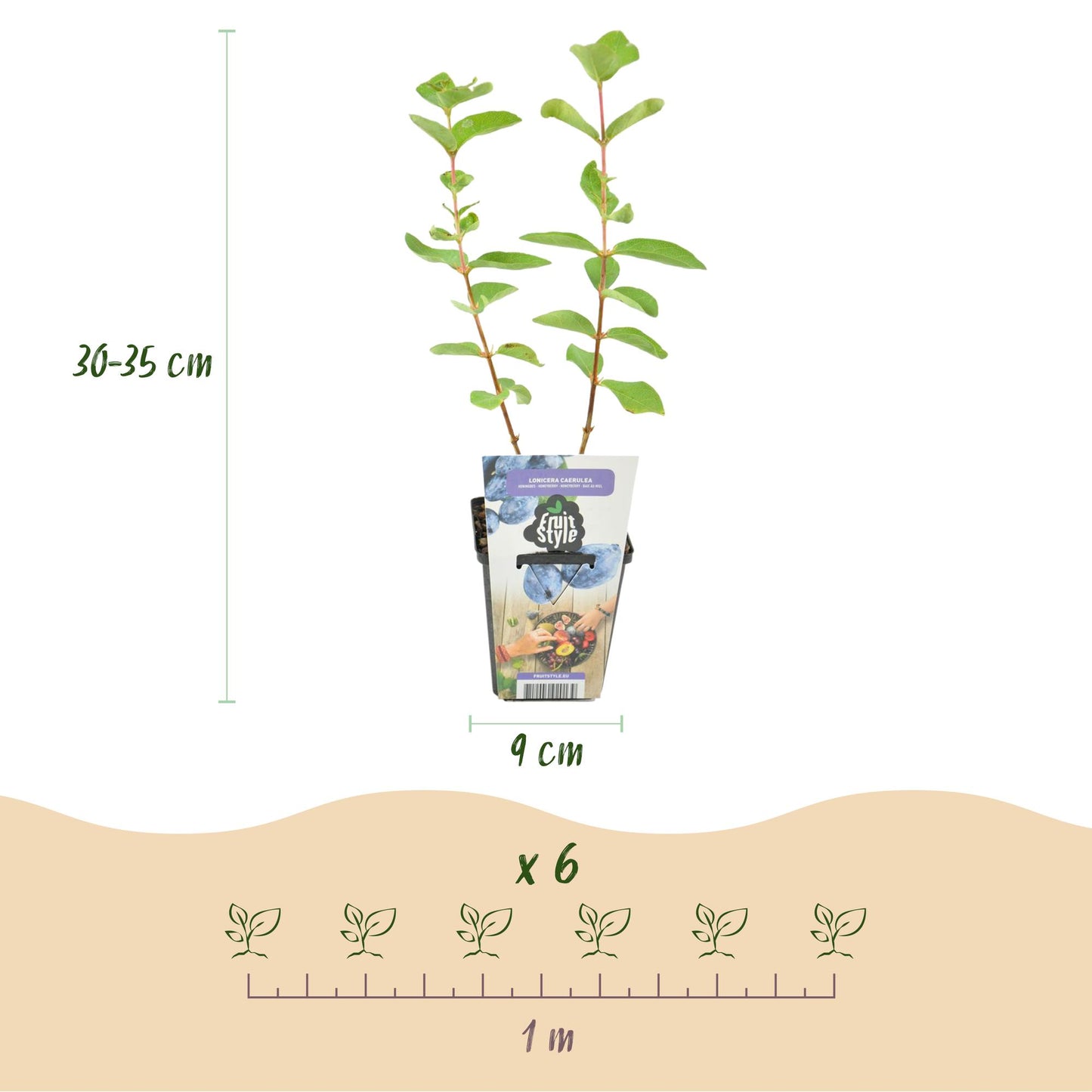 GreenboutiQ - Obstpflanzen - Honigbeere - Lonicera caerulea Kamtschatica - Winterhart - 6 Pflanzen - Topf 9 cm - Blaue Beere