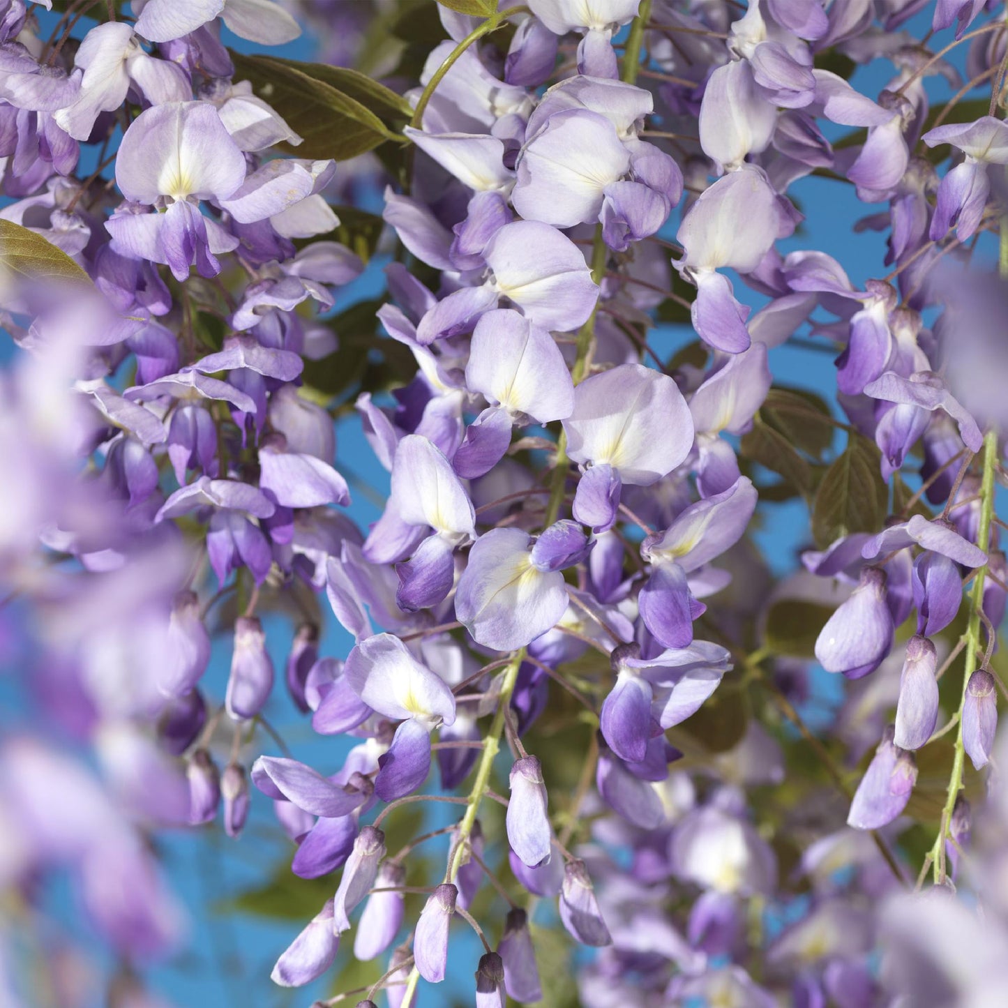 GreenboutiQ - Blauregen - Wisteria floribunda Prolific - Blüte Blau - 1 Pflanze - Topf 11cm Höhe 40cm