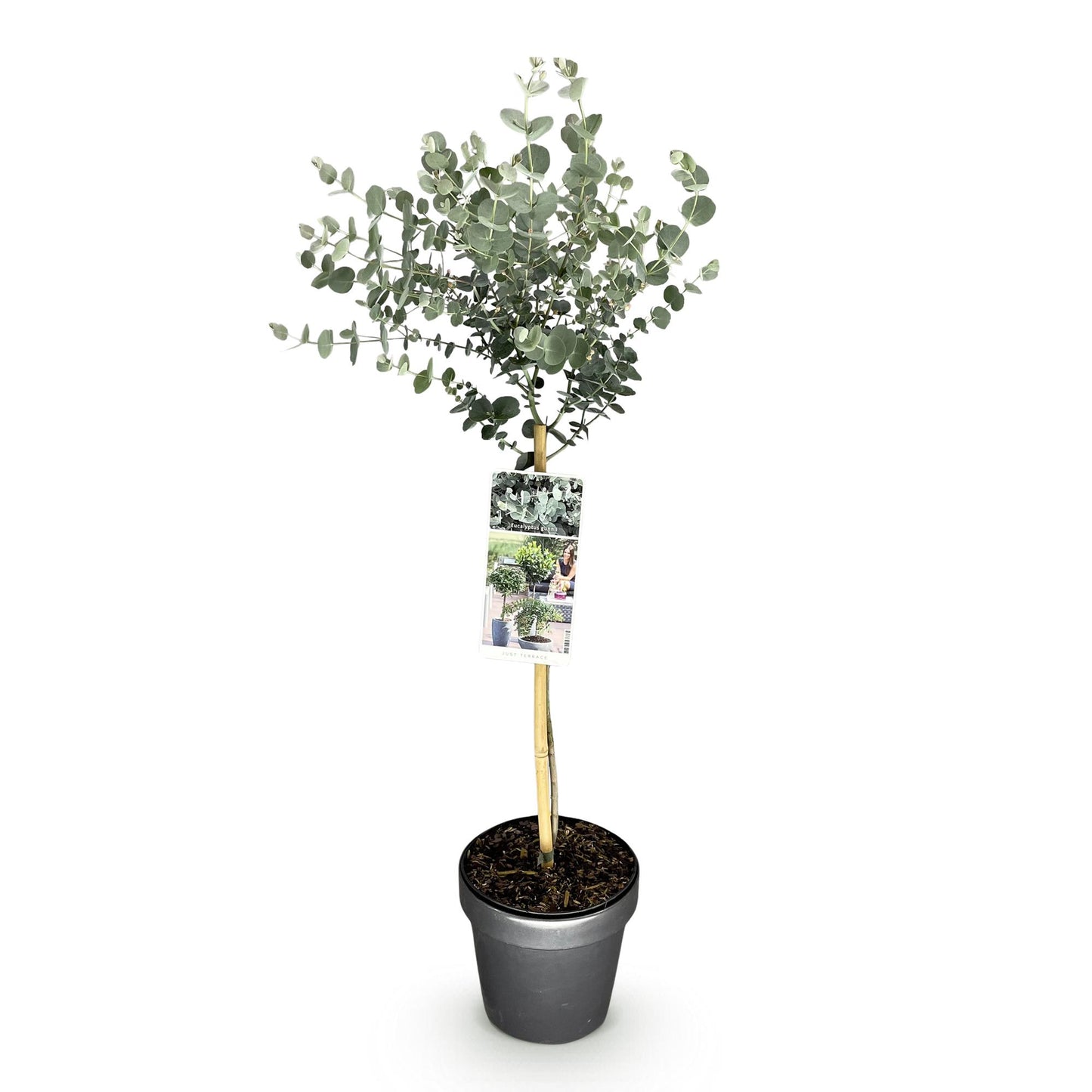 GreenboutiQ - Pflanzen auf Stamm - Eucalyptus gunni Azure - Terrassenpflanze - Immergrün - Winterhart - Graues Blatt - Topf 19 cm Höhe 90 cm