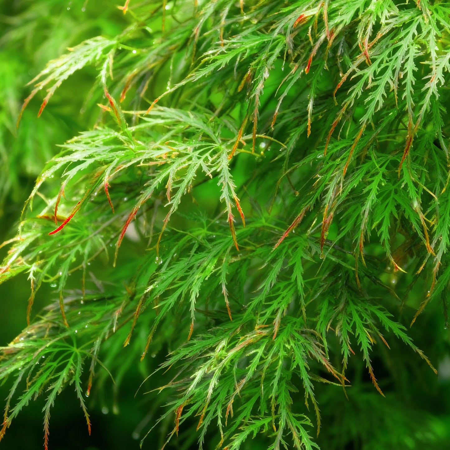 GreenboutiQ - Gartenpflanze - Acer palmatum Emerald Lace - Grün - 1 Pflanze - Laubabwerfend - Pflegeleicht - Topf 12cm Höhe 35cm