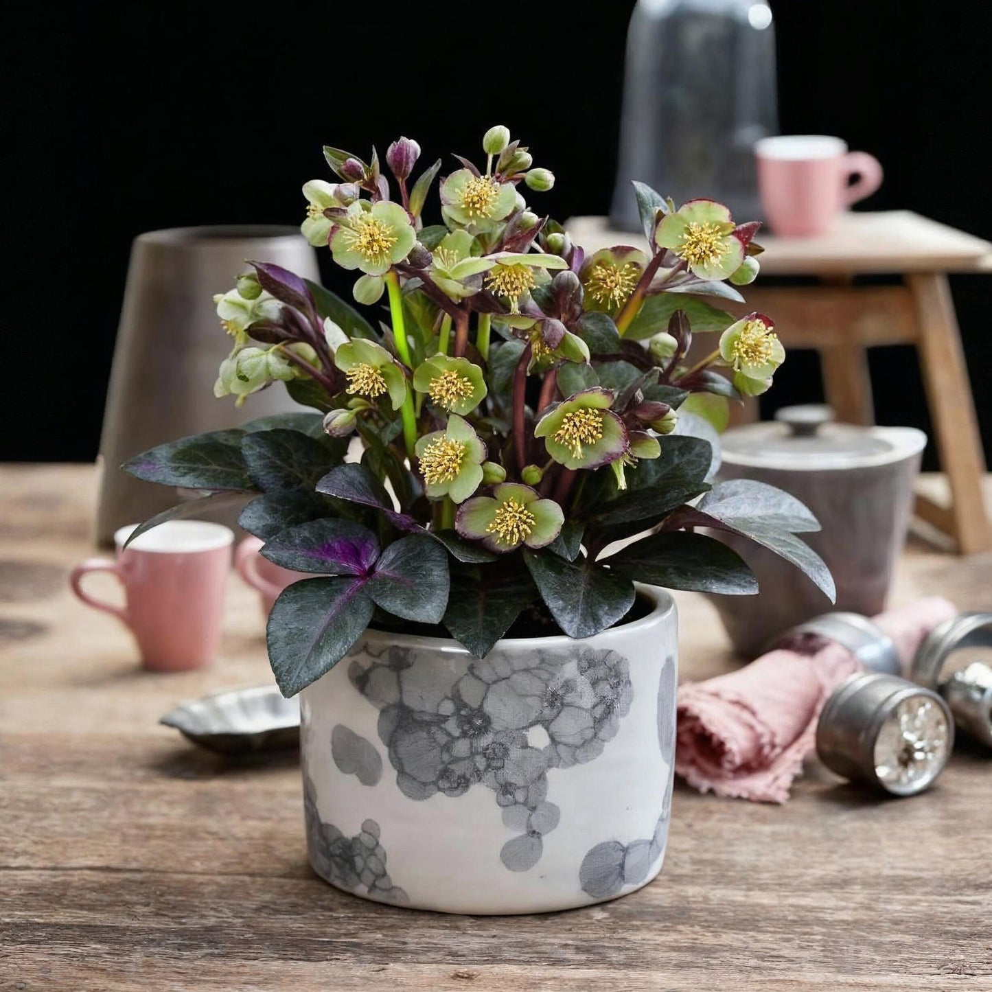 GreenboutiQ - Gartenpflanze - Lenzrose - Helleborus lividus Purple Marble - Lila Blüte - 2 Pflanzen - Immergrün - Topf 14cm Höhe 35cm