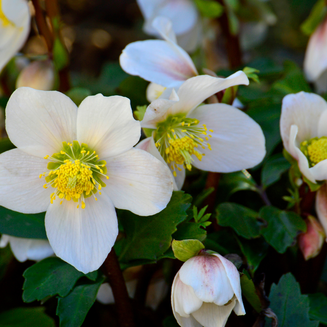 6 x Helleborus niger 'Christmas Carol' Pflanzen | Ø 12 cm | ↕ 20 cm