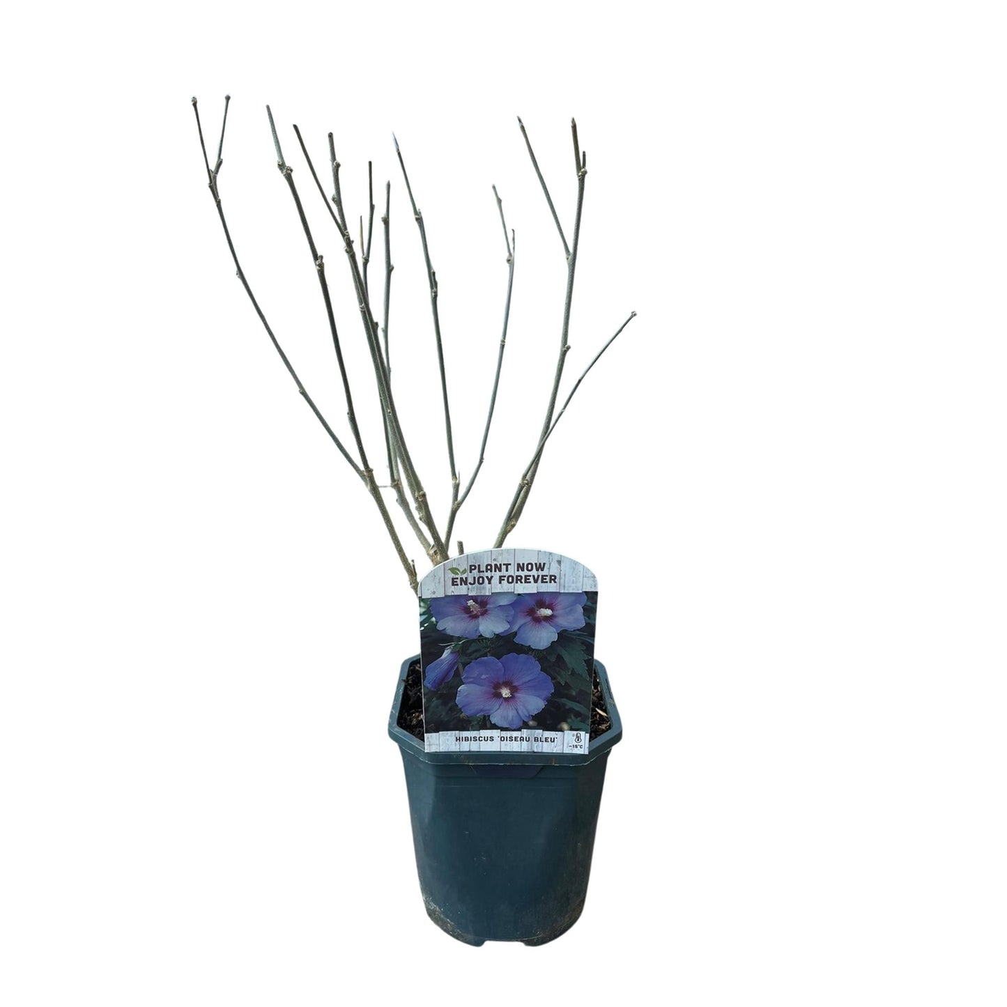 GreenboutiQ - Sträucher - Hibiscus syriacus Oiseau Blue - Blüte Blau - 1 Pflanze - Laubabwerfend - Wenig Pflege - Topf 17cm Höhe 45cm