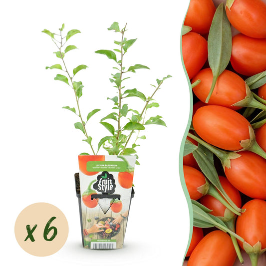 GreenboutiQ - Obstpflanzen - Goji-Beere - Lycium Barbarum - Winterhart - 6 Pflanzen - Topf 9 cm - Orange - Rote Frucht
