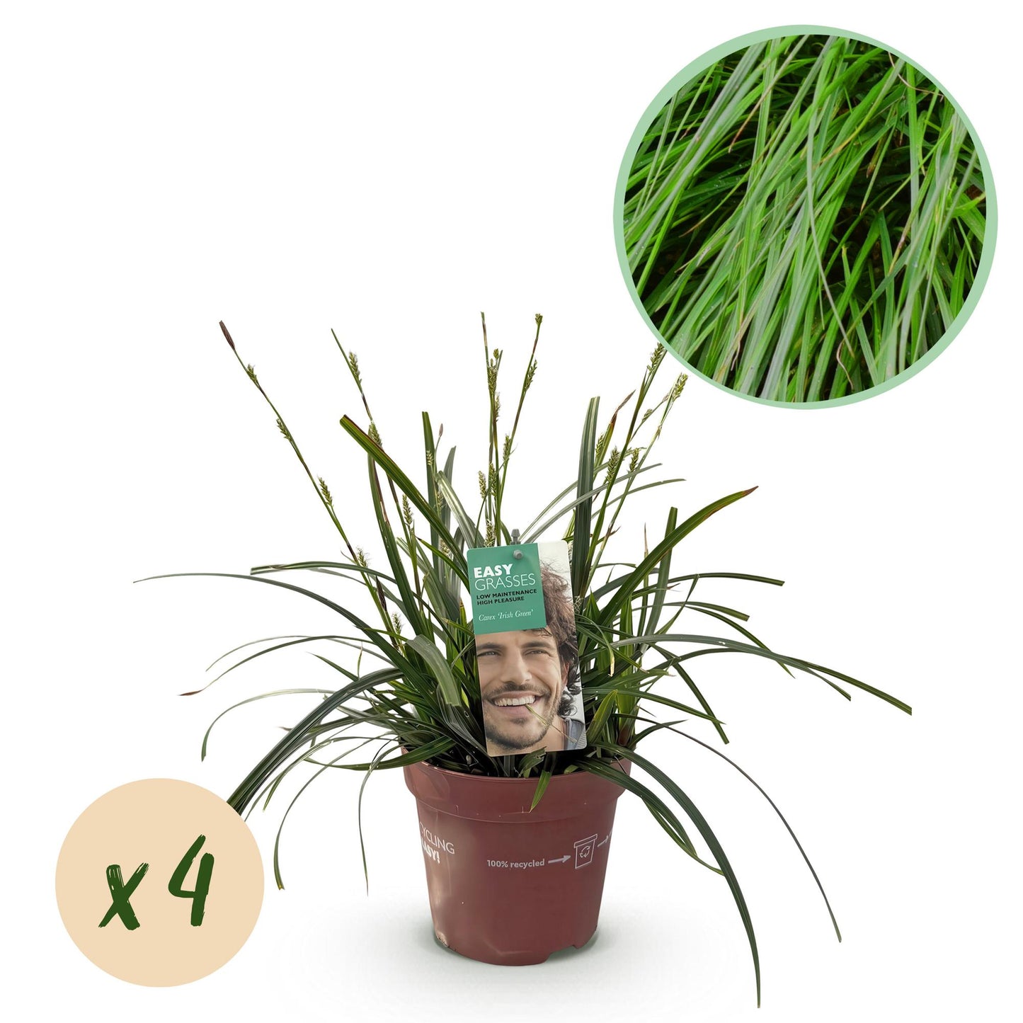 GreenboutiQ - Ziergräser - Carex oshimensis Intense Green - Grün - 4 Pflanzen - Immergrün - Wenig Pflege - Topf 17cm Höhe 50cm