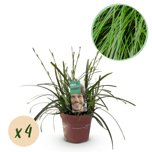 GreenboutiQ - Ziergräser - Carex oshimensis Intense Green - Grün - 4 Pflanzen - Immergrün - Wenig Pflege - Topf 17cm Höhe 50cm