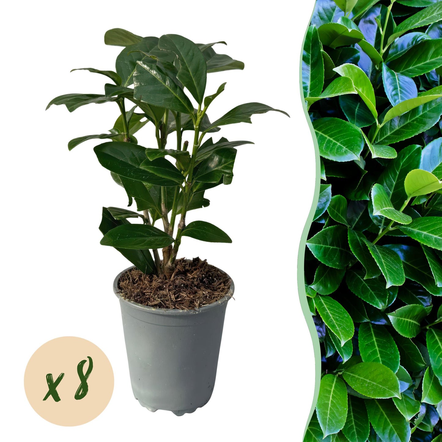 GreenboutiQ - Heckenpflanzen - Prunus laurocerasus Novita - Blatt grün - 8 Pflanzen - 1 laufender Meter - immergrün - Topf 9cm Höhe 30-35cm