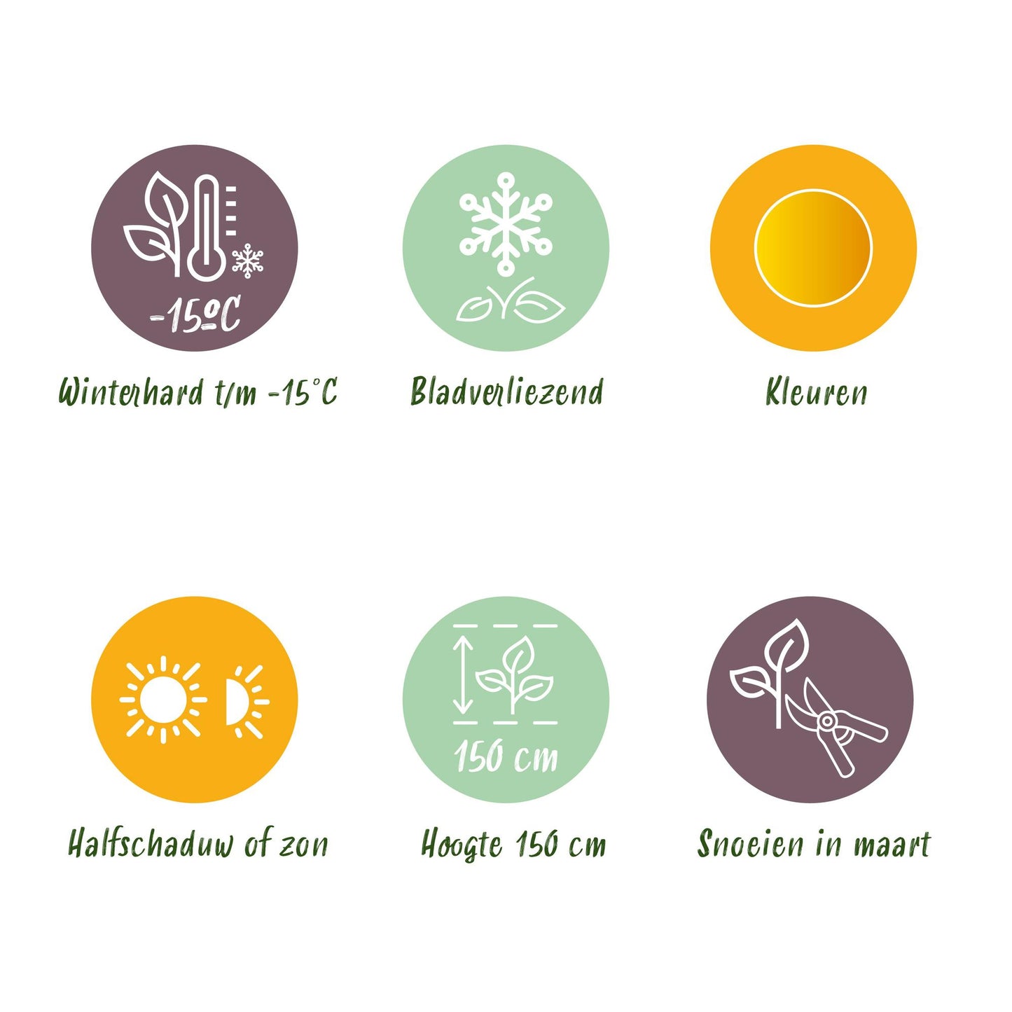 GreenboutiQ - Balkonpflanze - Japanischer Ahorn - Acer palmatum Jordan - Gelb - 1 Pflanze - Laubabwerfend - Topf 19cm Höhe 70cm