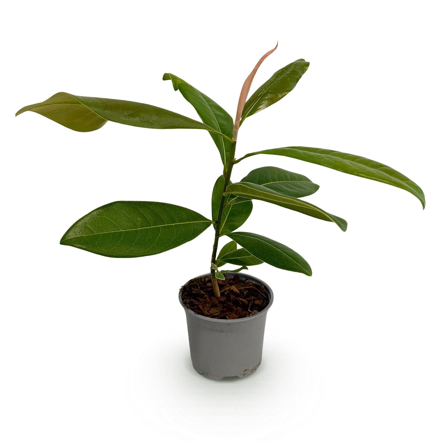 GreenboutiQ - Gartenpflanze - Magnolia grandiflora - Blüte Weiß - 1 Pflanze - Immergrün - Wenig Pflege - Topf 12cm Höhe 30cm