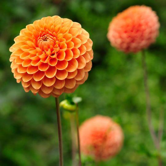 Flowerbulbs Amsterdam Super Mix - Paket mit 8 verschiedenen Dahlien, 1,5 m² Dahlienvergnügen