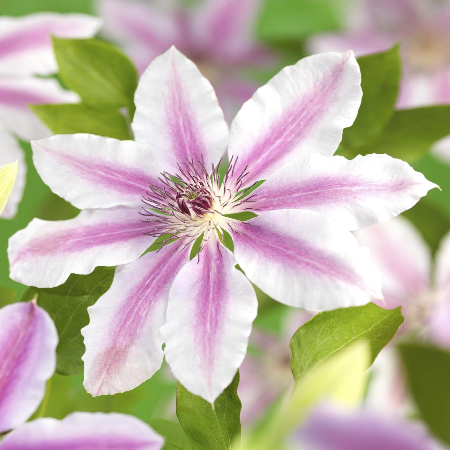 GreenboutiQ - Kletterpflanze - Clematis Nelly Moser - Blüte Rosa - Wenig Pflege - 2 Pflanzen - Topf 11cm Höhe 40cm