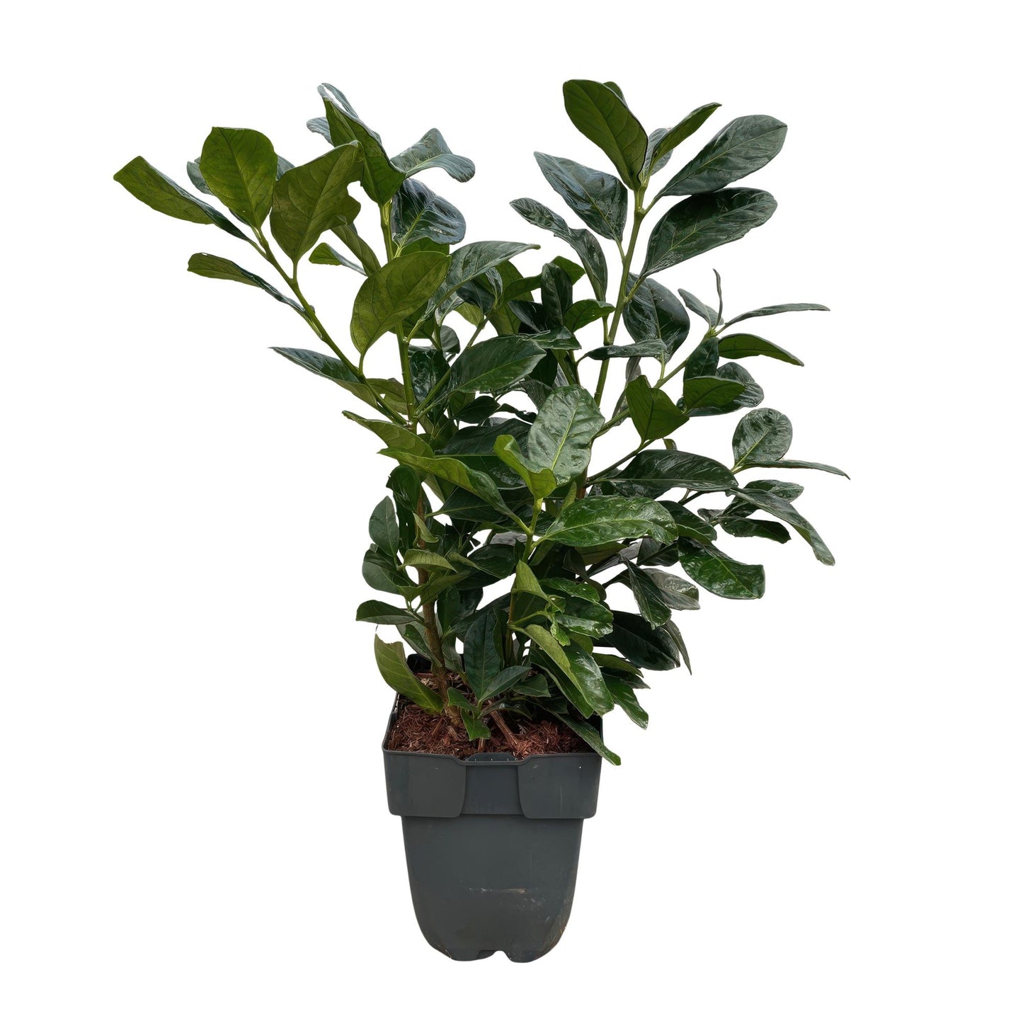 GreenboutiQ - Heckenpflanzen - Prunus laurocerasus Etna - Blatt grün - 6 Pflanzen - 1 laufender Meter - immergrün - Topf 17cm Höhe 50cm