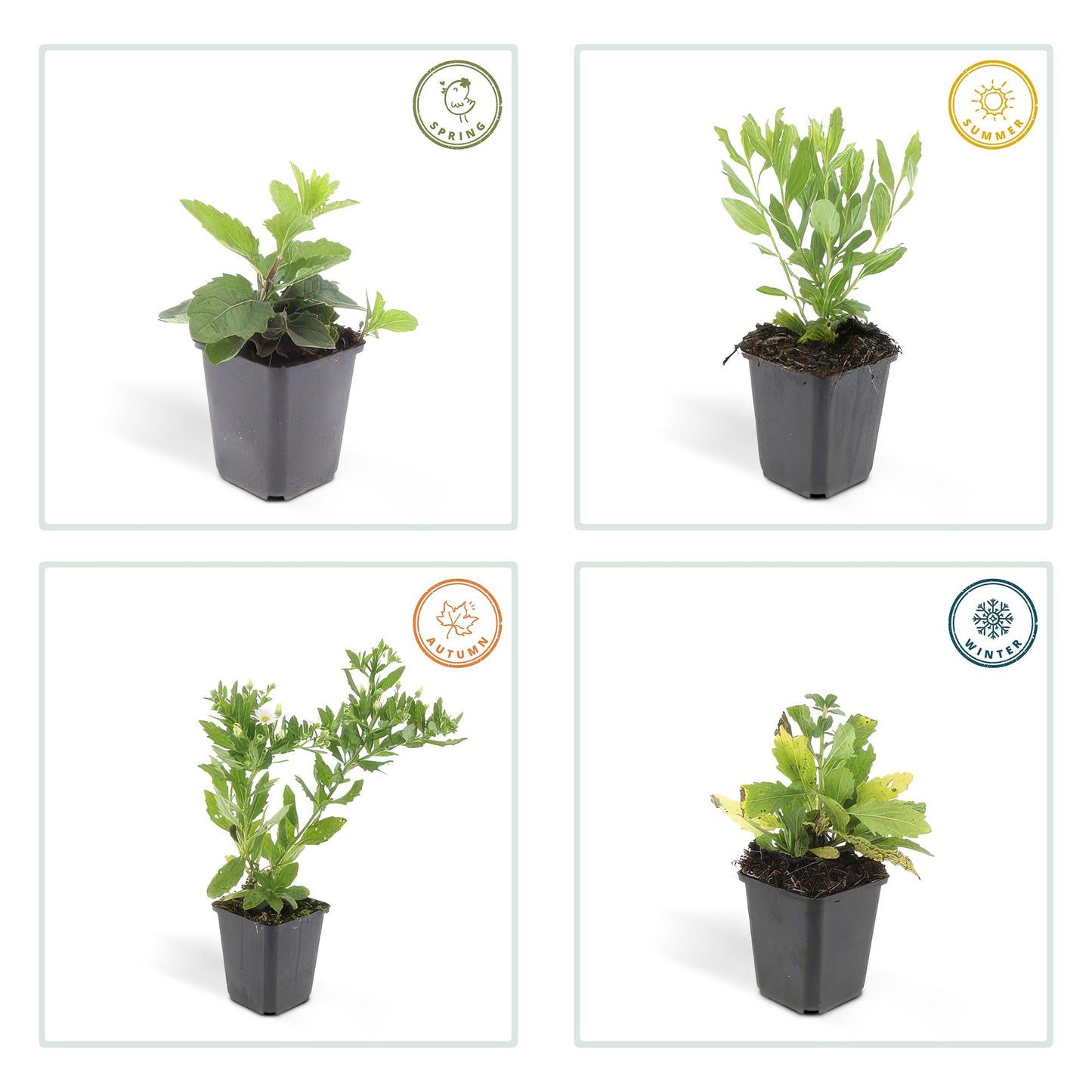 12x Aster ageratoides 'Ashvi' - ↕10-25cm - Ø9cm