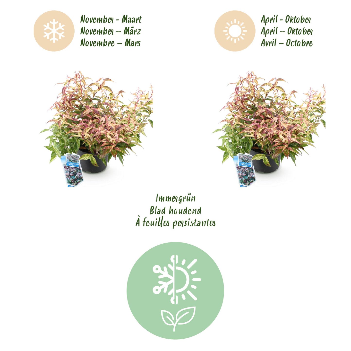 GreenboutiQ - Gartenpflanze - Leucothoe Makijaz - Braun - 2 Pflanzen - Immergrün - Wenig Pflege - Topf 17cm Höhe 45cm