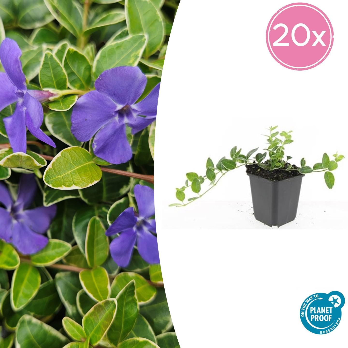20x Vinca minor 'Ralph Shugert' - ↕10-25cm - Ø9cm
