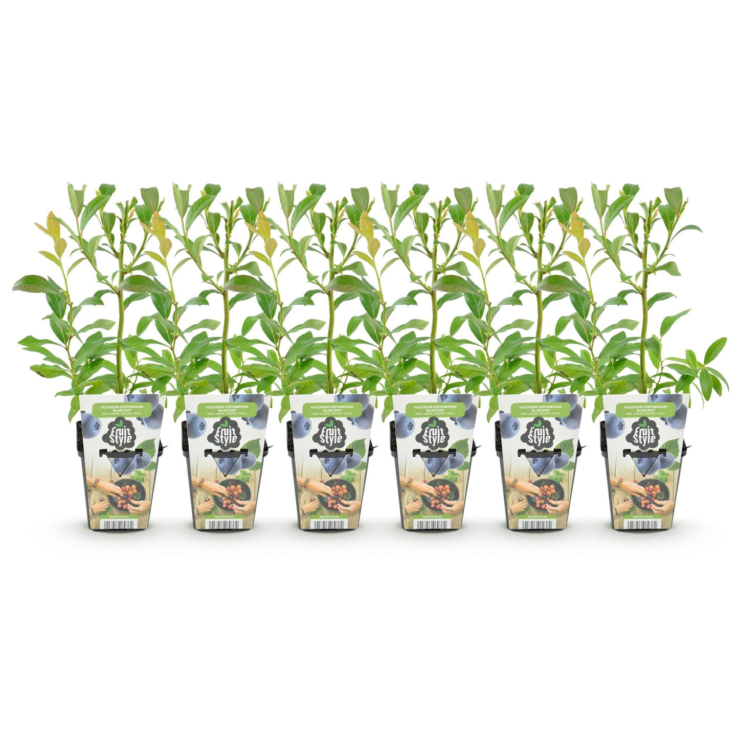 GreenboutiQ - Obstpflanzen - Blaubeere - Vaccinium corymbosum Bluegold - Winterhart - 6 Pflanzen - Topf 9 cm - Blaubeere