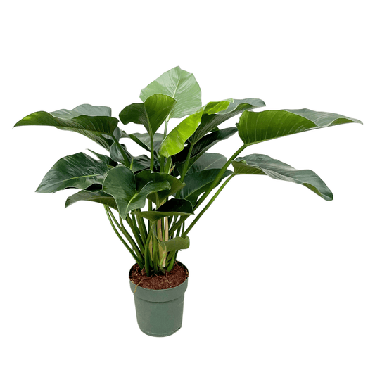 Philodendron Grüne Schönheit - 120cm - ⌀30