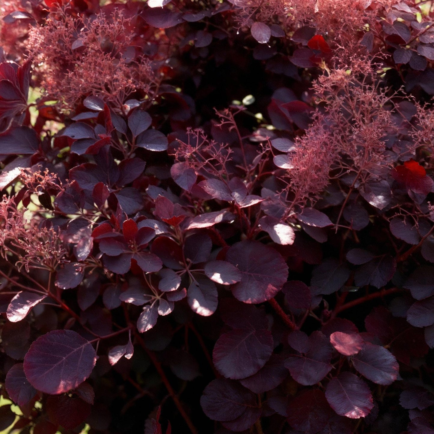 GreenboutiQ - Gartenpflanze - Cotinus coggyria Lilla - Lila 3 Pflanzen - Laubabwerfend - Pflegeleicht - Topf 12cm Höhe 35cm