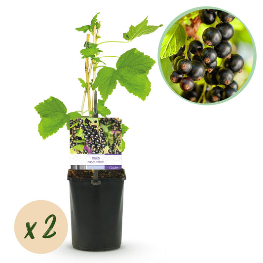 GreenboutiQ - Obstpflanze - Schwarze Johannisbeere - Ribes nigrum Titania - Schwarze Johannisbeere - 2 Pflanzen - Topf 11cm Höhe 40cm