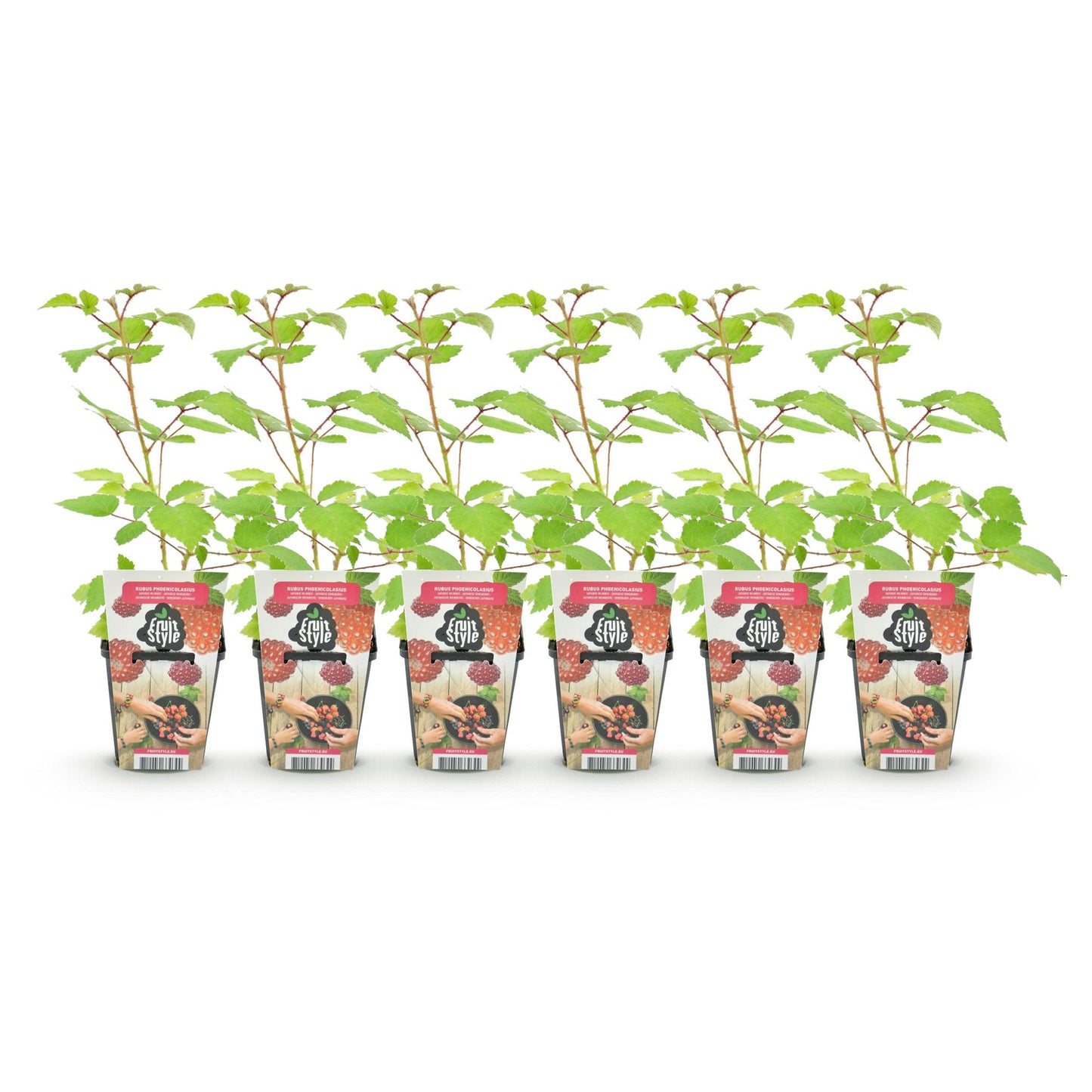 GreenboutiQ - Obstpflanzen - Japanische Weinbeere - Rubus Phoenicolasius - Winterhart - 6 Pflanzen - Topf 9 cm - Rote Beere