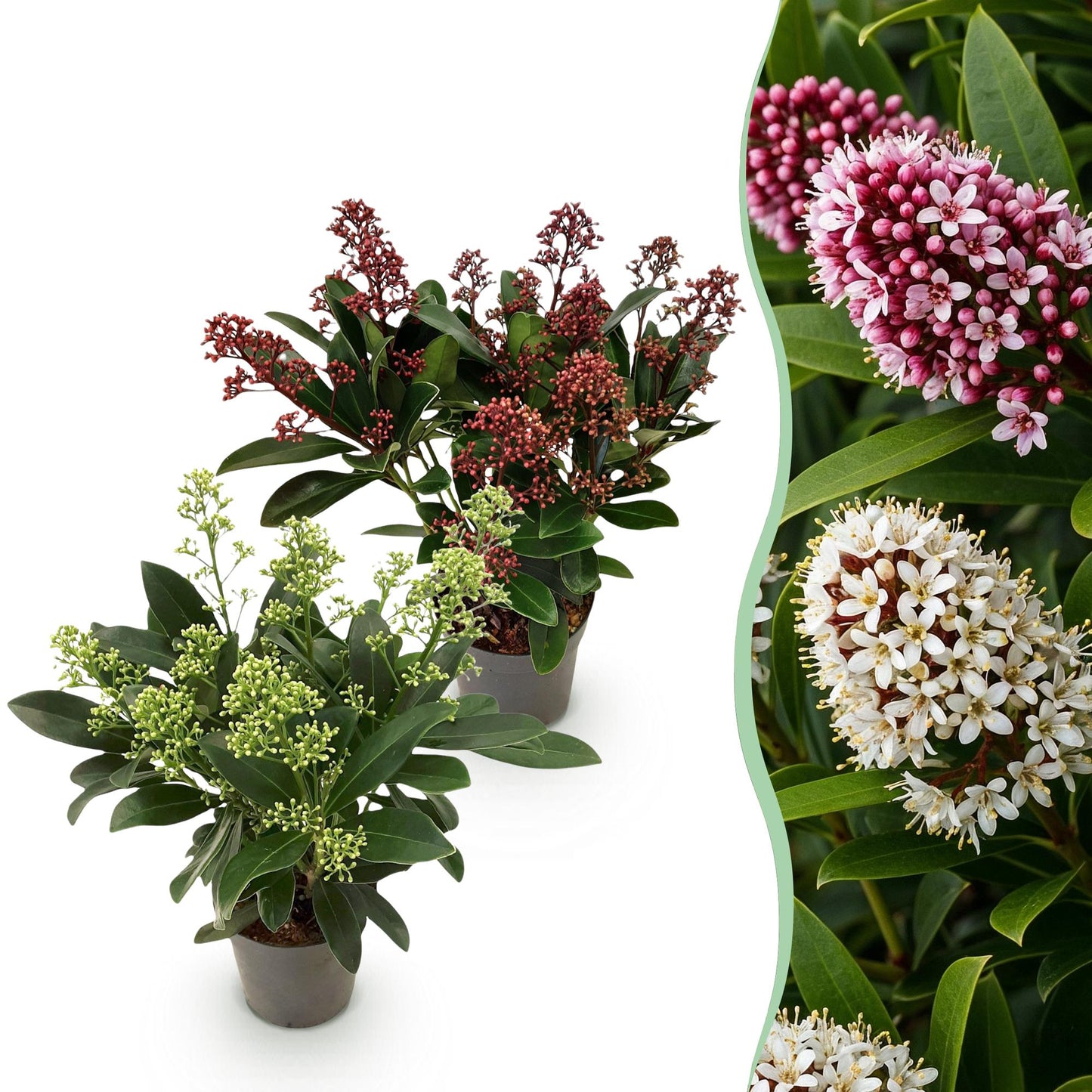 GreenboutiQ - Terrassenpflanze - Skimmia japonica Duo - Blüte Weiß & Rot - 10+ Blüten - 2 Pflanzen - Winterhart - Topf 10,5cm Höhe 25cm