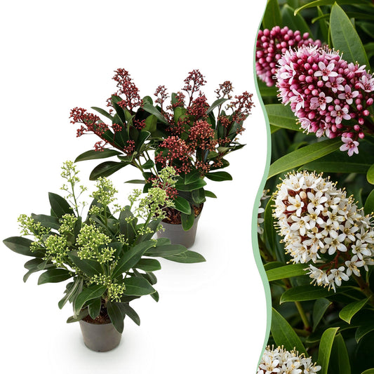 GreenboutiQ - Terrassenpflanze - Skimmia japonica Duo - Blüte Weiß & Rot - 10+ Blüten - 2 Pflanzen - Winterhart - Topf 10,5cm Höhe 25cm