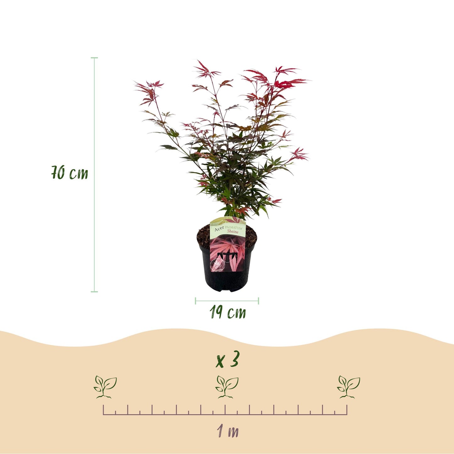 GreenboutiQ - Balkonpflanze - Japanischer Ahorn - Acer palmatum Shaina - Rot - 2 Pflanzen - Laubabwerfend - Topf 19cm Höhe 70cm