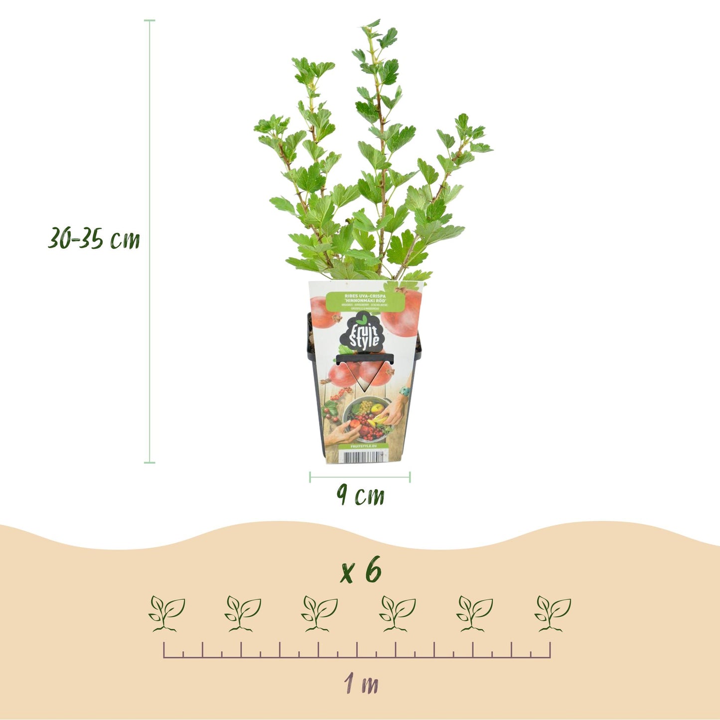 GreenboutiQ - Obstpflanzen - Jostabeere - Ribes uva-crispa Hinnonmaki Rod - Winterhart - 6 Pflanzen - Topf 9 cm - Rote Johannisbeere