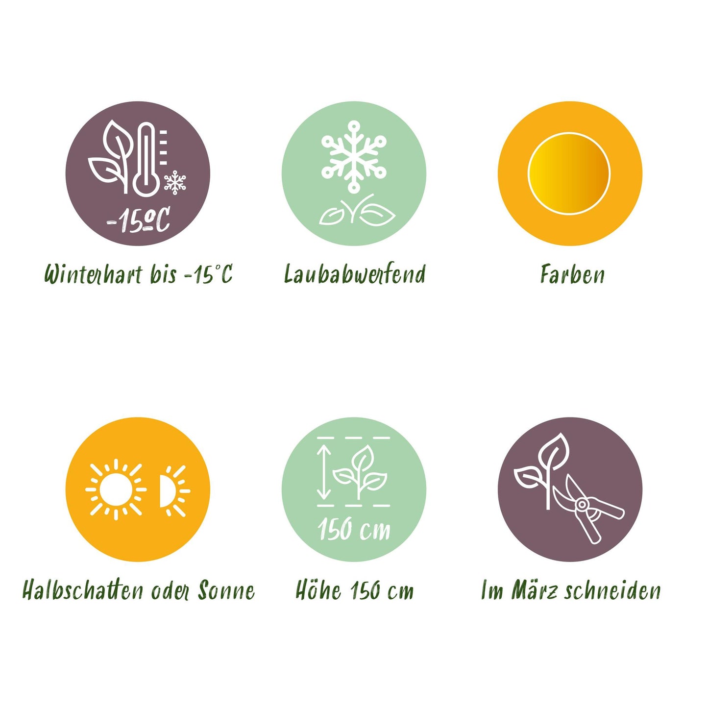 GreenboutiQ - Balkonpflanze - Japanischer Ahorn - Acer palmatum Jordan - Gelb - 1 Pflanze - Laubabwerfend - Topf 19cm Höhe 70cm