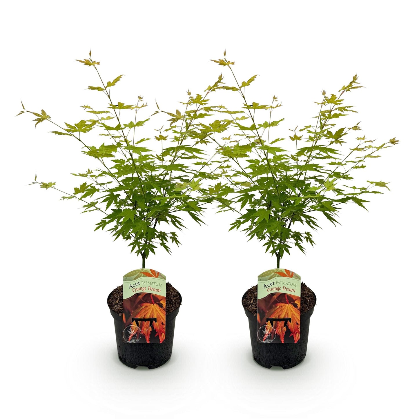 GreenboutiQ - Balkonpflanze - Japanischer Ahorn - Acer palmatum Orange Dream - Orange - 2 Pflanzen - Laubabwerfend - Topf 19cm Höhe 70cm