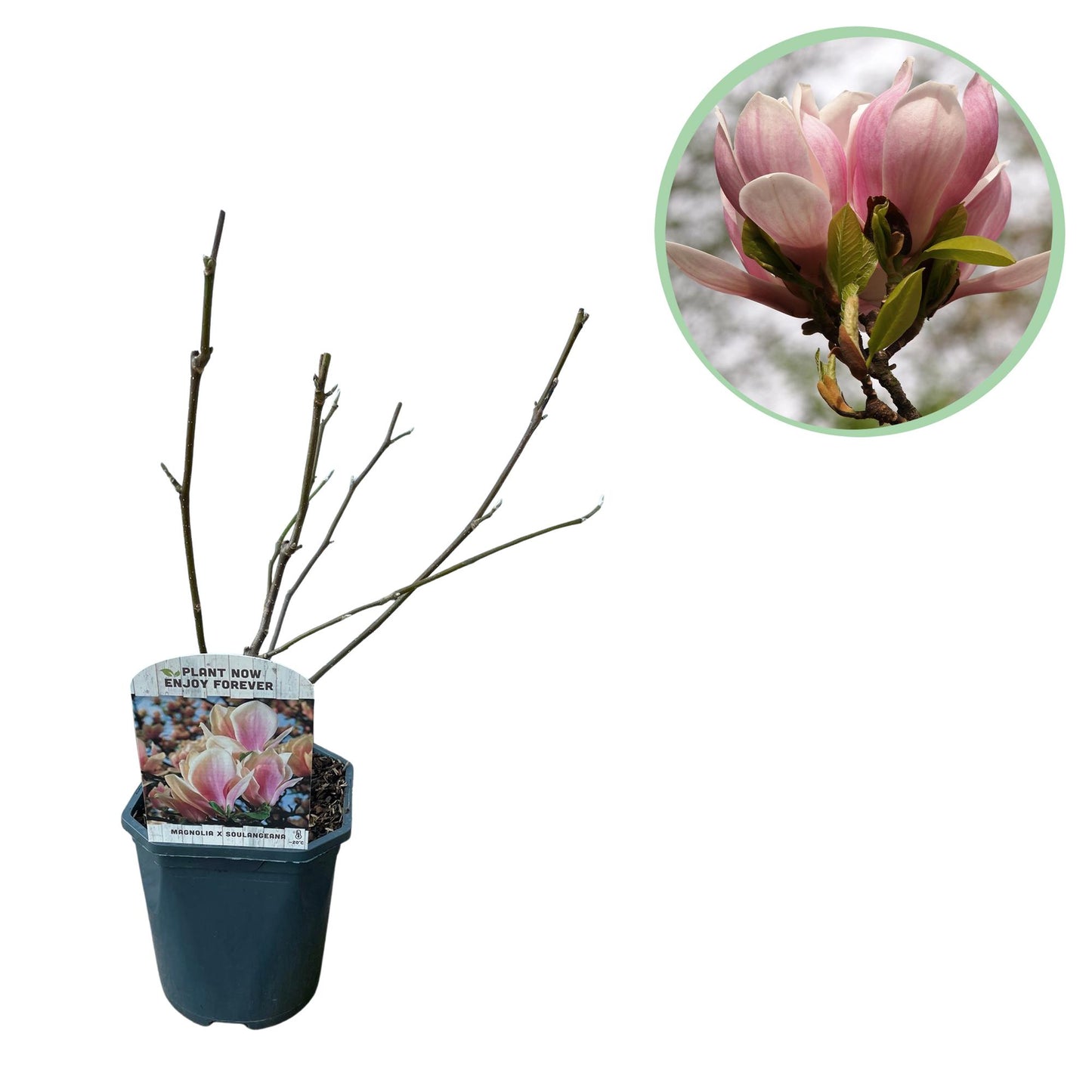 GreenboutiQ - Sträucher - Magnolia Soulangiana - Blüten Hellrosa - 1 Pflanze - Laubabwerfend - Wenig Pflege - Topf 17cm Höhe 45cm