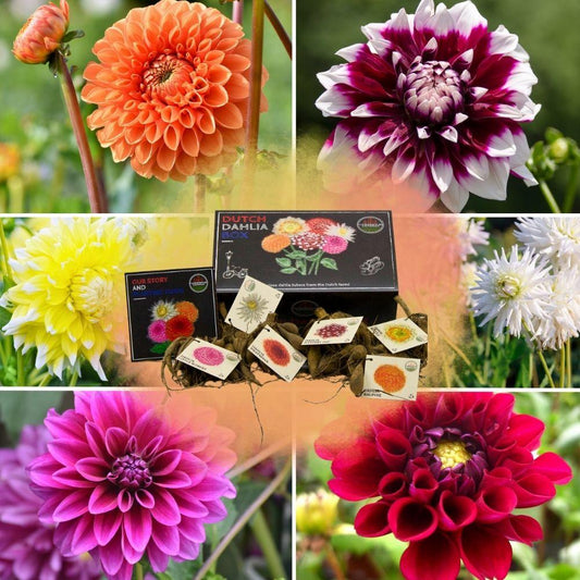 Flowerbulbs Amsterdam - Luxusbox Large, Set aus 6 niederländischen Dahlien, 2 Boxen für über 2 m²