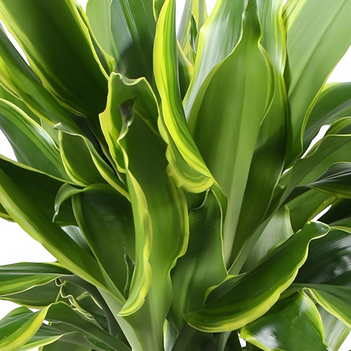 Green boutiQ - Zimmerpflanzen - Dracaena fragrans Golden Coast - Drachenbaum - Wenig Pflege - mit Korb - Bunt - 1 Pflanze - Topf 17cm - Höhe 50-55cm