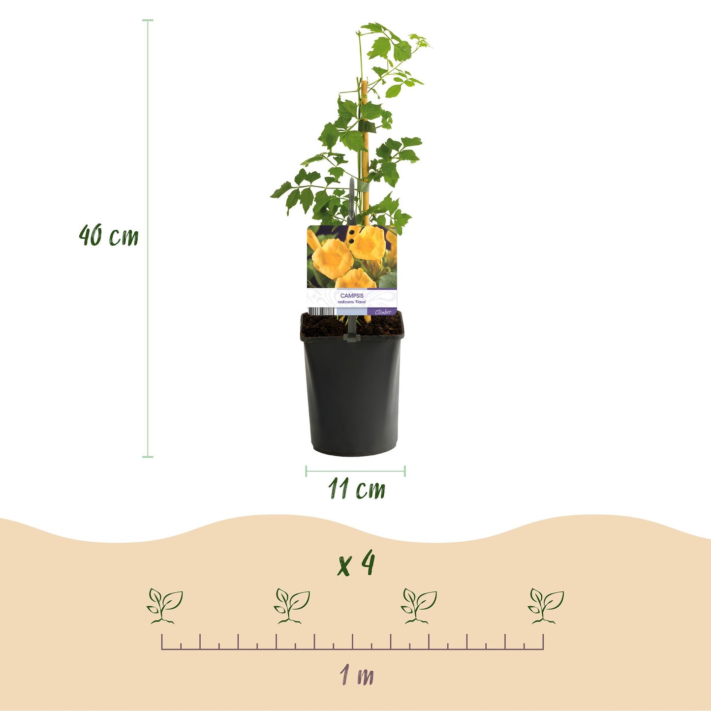 Green boutiQ - Trompetblume - Campsis radicans Flava - Blüte Gelb - Wenig Pflege - 2 Pflanzen - Topf 11cm Höhe 40cm