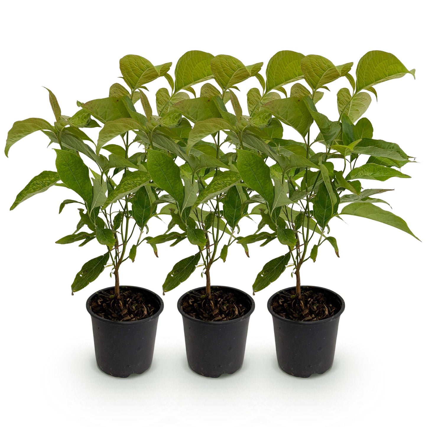GreenboutiQ - Gartenpflanze - Cornus mas - Blüte Gelb - 3 Pflanzen - Laubabwerfend - Wenig Pflege - Topf 12cm Höhe 35cm