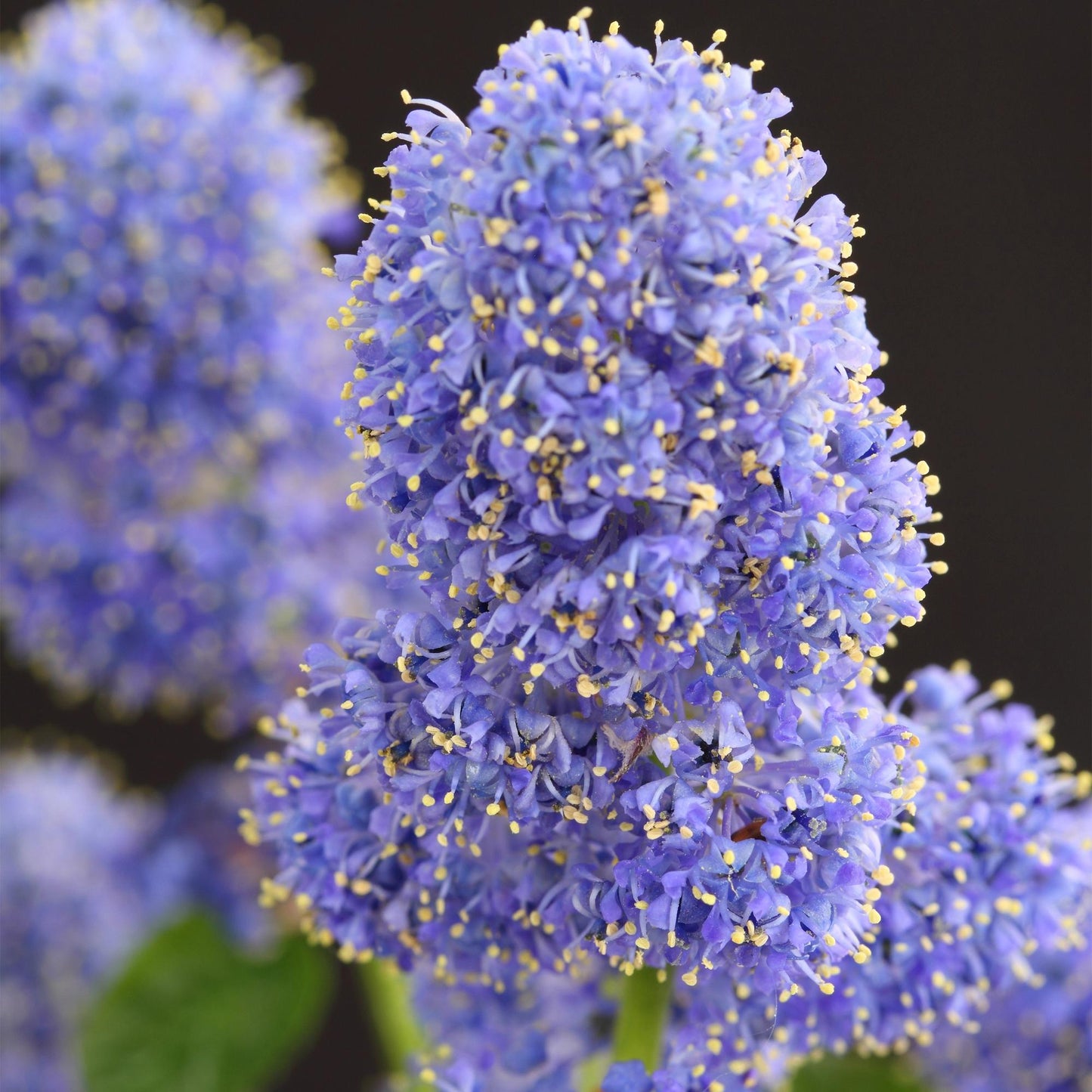 GreenboutiQ - Stamm-Pflanze - Ceanothus thyrsiflorus Repens - Terrassenpflanze - Immergrün - Winterhart - Lila Blüte - Topf 19cm Höhe 90cm